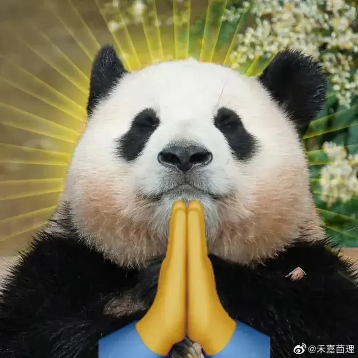 Meme gấu trúc với biểu cảm nghiêm túc, chắp tay cầu nguyện trước hiệu ứng hào quang màu vàng