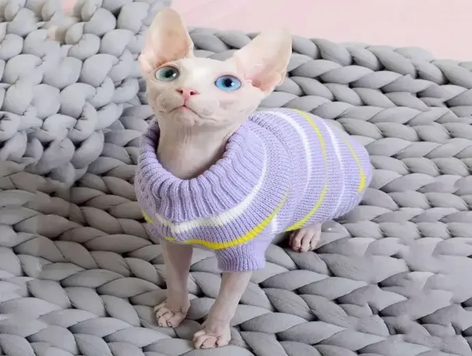 Mèo Sphynx lột xác với vẻ ngoài không lông đẹp
