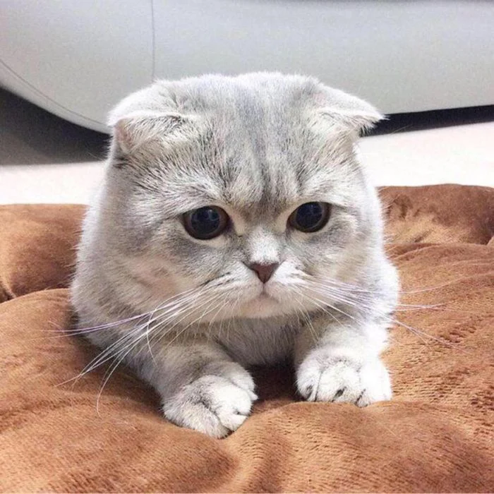 con mèo cute tai cụp