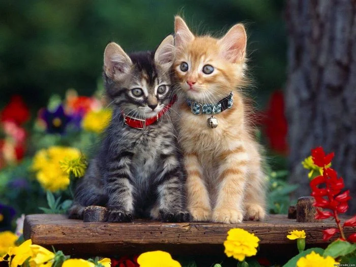 Hình ảnh hai chú con mèo cute đáng yêu ngồi cạnh nhau giữa vườn hoa rực rỡ sắc màu.