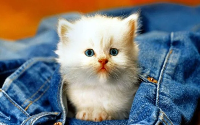 Hình ảnh con mèo cute lông trắng mắt xanh trong túi quần jean