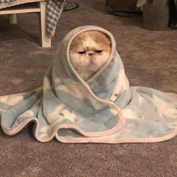 Hình ảnh con mèo cute đang ngồi trong chăn trông rất đáng yêu