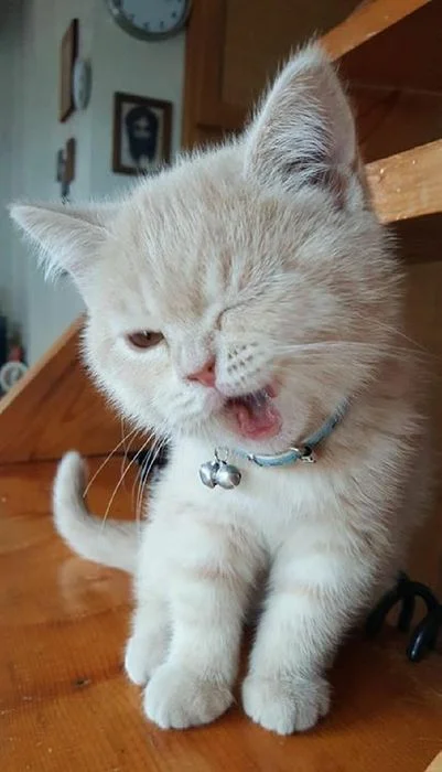 con mèo cute nheo mắt