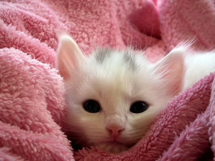 con mèo cute trong chăn hồng