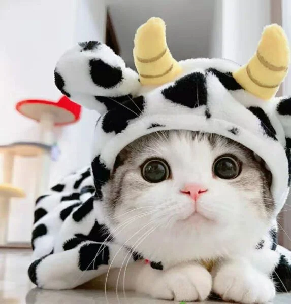 con mèo cute mặc đồ bò sữa dễ thương
