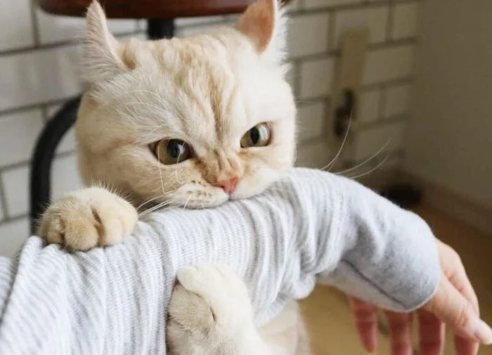 con mèo cute gặm tay người