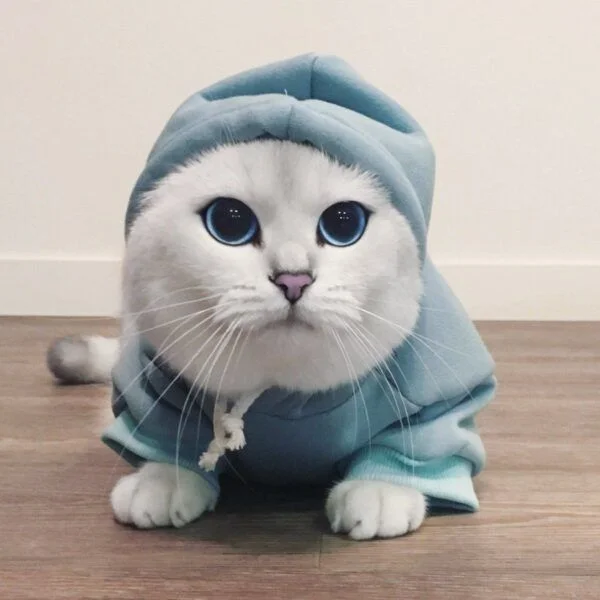 Hình ảnh một con mèo cute mặc áo hoodie màu xanh dương với đôi mắt to tròn.