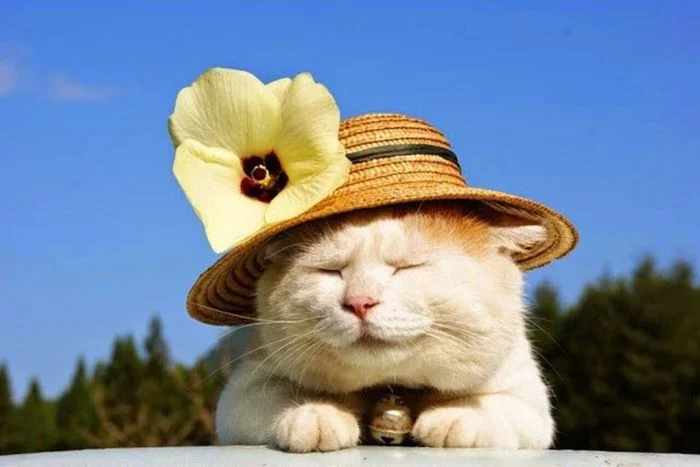 con mèo cute đội mũ hoa