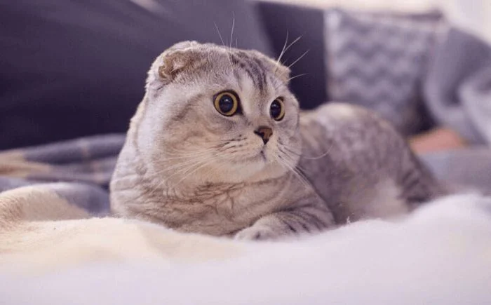 con mèo cute nằm trên giường