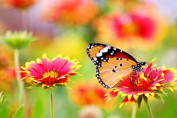 hình nền đẹp thiên nhiên